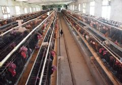 2025新版疲劳试验机校准规范要点与下载解析